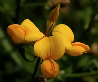 Lotier Corniculé