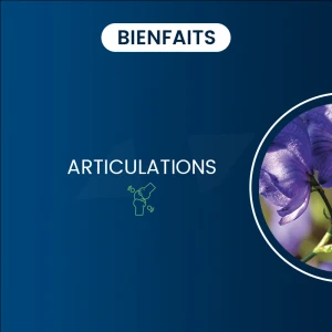 Dynveo Scutellaria Baicalensis (scutellaire) 85% Baicaline 500mg 60 Gélules