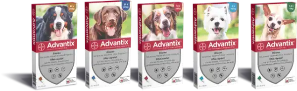 Advantix Solution Externe Très Grand Chien 40-60kg 6 Pipettes/2,5ml