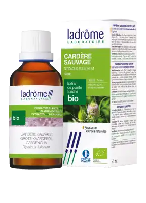 Ladrôme Extrait De Plante Cardère Sauvage Racine 50ml à CERNAY