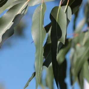 Huile Essentielle Eucalyptus Citronné 10ml
