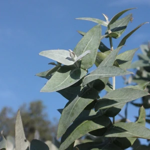 Tisane Eucalyptus Globulus 50g