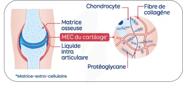 Alvityl Chondroflex Comprimés B/180