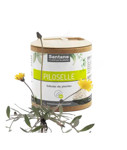 Santane Piloselle Gélules De Poudre De Plantes 110mg B/60