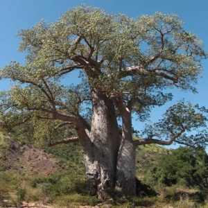 Huile Végétale Baobab (sans Mention Nature Et Progrès) 50ml