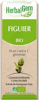 Herbalgem Figuier Macerat Mere Concentre Bio 30 Ml à Annecy