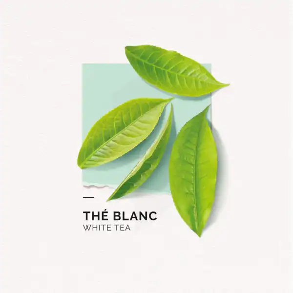 Solinotes Thé Blanc Eau De Parfum 15ml