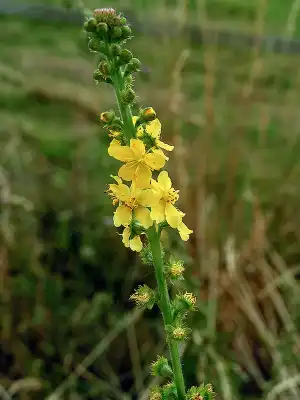 Aigremoine