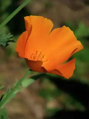 Eschscholtzia
