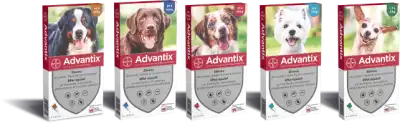 Advantix Solution externe chien moyen 10-25kg 4 Pipettes/2,5ml