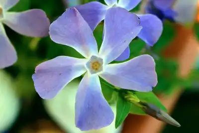 Petite Pervenche