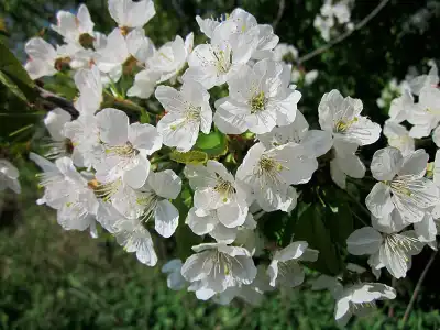 Cerisier Queue Coupée à Clermont-Ferrand