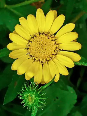 Grindélia