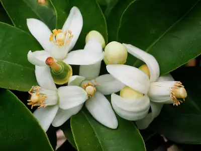 Oranger Doux Fleur