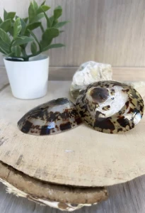 Nildor Mater'nacré Coquillage D'allaitement L B/2
