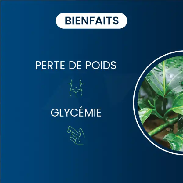 Dynveo Gymnema Sylvestris Bio Standardisé 25% Acide Gymnique 250 Mg 60 Gélules