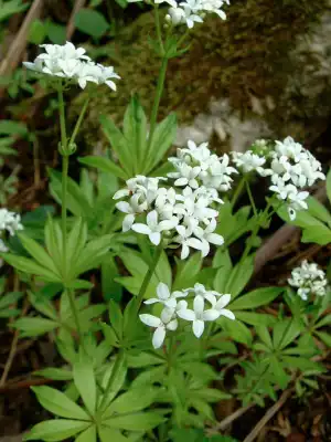 Aspérule Odorante