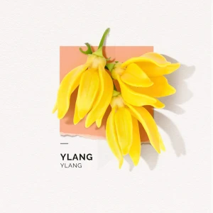 Solinotes Ylang Eau De Parfum 50ml