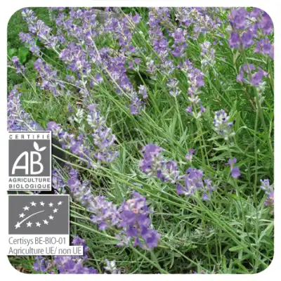 Pranarôm Huile Essentielle Bio Lavande Vraie Fl/10ml